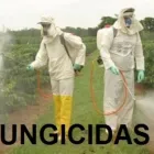 La imagen 1 de la Empresa AGROINVERSIONES THIAGO E.I.R.L. Organización medioambiental en Lima LAM