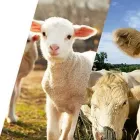 La imagen 5 de la Empresa AGROVET MARKET Veterinario en Lima LAM