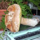 La imagen 5 de la Empresa ALE BALANZAS ELECTRÓNICA Proveedor de maquinaria industrial en Lima LAM