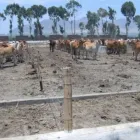 La imagen 6 de la Empresa ASESORES AGROPECUARIOS INTEGRALES S.A.C. Fabricante de herramientas en Lima LAM
