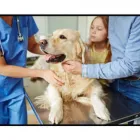 La imagen 1 de la Empresa BENAVIDES CLÍNICA VETERINARIA Veterinario en Lima LAM