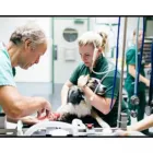 La imagen 2 de la Empresa BENAVIDES CLÍNICA VETERINARIA Veterinario en Lima LAM