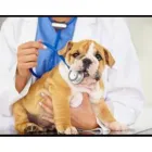 La imagen 3 de la Empresa BENAVIDES CLÍNICA VETERINARIA Veterinario en Lima LAM