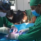 La imagen 4 de la Empresa DKF PET´S CLINICA VETERINARIA Veterinario en Lima LAM
