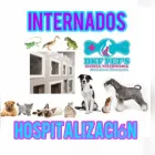 La imagen 16 de la Empresa DKF PET´S CLINICA VETERINARIA Veterinario en Lima LAM
