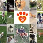 La imagen 1 de la Empresa HAPPY LIFE PET - DOG WALKING Entrenador de perros en Lima LAM