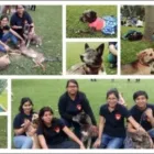 La imagen 2 de la Empresa HAPPY LIFE PET - DOG WALKING Entrenador de perros en Lima LAM