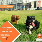 La imagen 3 de la Empresa HAPPY LIFE PET - DOG WALKING Entrenador de perros en Lima LAM