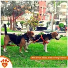 La imagen 4 de la Empresa HAPPY LIFE PET - DOG WALKING Entrenador de perros en Lima LAM