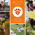 La imagen 5 de la Empresa HAPPY LIFE PET - DOG WALKING Entrenador de perros en Lima LAM