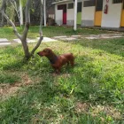 La imagen 1 de la Empresa HOSPEDAJE PARA MASCOTAS PATITAS FELICES Entrenador de perros en Lima LAM