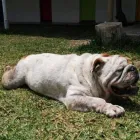 La imagen 2 de la Empresa HOSPEDAJE PARA MASCOTAS PATITAS FELICES Entrenador de perros en Lima LAM