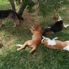 La imagen 3 de la Empresa HOSPEDAJE PARA MASCOTAS PATITAS FELICES Entrenador de perros en Lima LAM