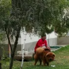 La imagen 4 de la Empresa HOSPEDAJE PARA MASCOTAS PATITAS FELICES Entrenador de perros en Lima LAM