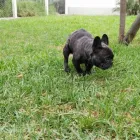 La imagen 5 de la Empresa HOSPEDAJE PARA MASCOTAS PATITAS FELICES Entrenador de perros en Lima LAM