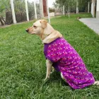 La imagen 6 de la Empresa HOSPEDAJE PARA MASCOTAS PATITAS FELICES Entrenador de perros en Lima LAM