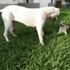 La imagen 7 de la Empresa HOSPEDAJE PARA MASCOTAS PATITAS FELICES Entrenador de perros en Lima LAM