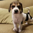 La imagen 8 de la Empresa HOSPEDAJE PARA MASCOTAS PATITAS FELICES Entrenador de perros en Lima LAM