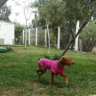 La imagen 10 de la Empresa HOSPEDAJE PARA MASCOTAS PATITAS FELICES Entrenador de perros en Lima LAM
