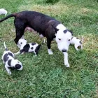 La imagen 13 de la Empresa HOSPEDAJE PARA MASCOTAS PATITAS FELICES Entrenador de perros en Lima LAM