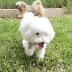 La imagen 16 de la Empresa HOSPEDAJE PARA MASCOTAS PATITAS FELICES Entrenador de perros en Lima LAM