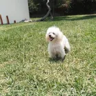 La imagen 18 de la Empresa HOSPEDAJE PARA MASCOTAS PATITAS FELICES Entrenador de perros en Lima LAM