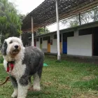 La imagen 20 de la Empresa HOSPEDAJE PARA MASCOTAS PATITAS FELICES Entrenador de perros en Lima LAM