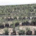 La imagen 2 de la Empresa INVERPLAST DEL PERÚ Fabricante de productos de plástico en Lima LAM