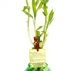 La imagen 2 de la Empresa JARDINES ALISSON Paisajista en Lima LAM