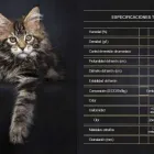 La imagen 1 de la Empresa LEOCAT Tienda para Mascotas en Lima LAM