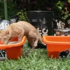 La imagen 4 de la Empresa LEOCAT Tienda para Mascotas en Lima LAM
