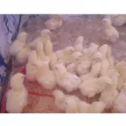 La imagen 3 de la Empresa MAVIR PERÚ Carnicería en Piura PIU