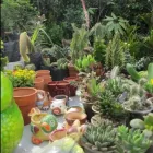 La imagen 1 de la Empresa MAX GRASS - JARDINERÍA Paisajista en Lima LAM