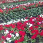 La imagen 1 de la Empresa NEO GARDEN Paisajista en Lima LAM
