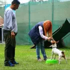 La imagen 4 de la Empresa NEOCAN - K9 - ADIESTRAMIENTO CANINO Tienda para Mascotas en Lima LAM