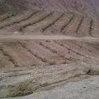 La imagen 2 de la Empresa NUTRI ORGÁNICOS S.A.C. Mercado de productos agrícolas en Lima LAM
