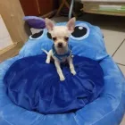 La imagen 1 de la Empresa PET SHOP CHIHUAHUAS WENDY Tienda para Mascotas en Lima LAM