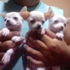 La imagen 2 de la Empresa PET SHOP CHIHUAHUAS WENDY Tienda para Mascotas en Lima LAM