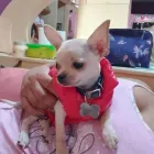 La imagen 3 de la Empresa PET SHOP CHIHUAHUAS WENDY Tienda para Mascotas en Lima LAM