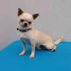 La imagen 4 de la Empresa PET SHOP CHIHUAHUAS WENDY Tienda para Mascotas en Lima LAM