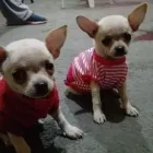 La imagen 5 de la Empresa PET SHOP CHIHUAHUAS WENDY Tienda para Mascotas en Lima LAM