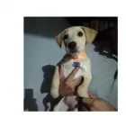 La imagen 3 de la Empresa REGISTRO REGISTRO NACIONAL DE MASCOTAS RENAMAS Tienda para Mascotas en Lima LAM