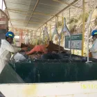 La imagen 6 de la Empresa RESITRANS GROUP S.A.C. Saneamiento Ambiental en Lima LAM
