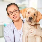 La imagen 2 de la Empresa VETERINARIA LAS MASCOTAS Veterinario en Lima LAM