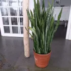 La imagen 3 de la Empresa VIVERO VERDOSCIA Diseñador de paisajes en Lurín LAM