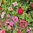 La imagen 4 de la Empresa VIVERO VERDOSCIA Diseñador de paisajes en Lurín LAM