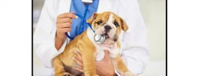 La imagen 3 de la Empresa BENAVIDES CLÍNICA VETERINARIA Veterinario en Lima LAM