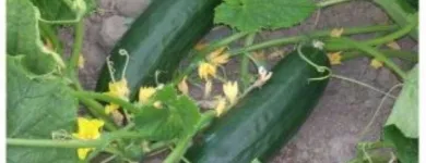 La imagen 1 de la Empresa CARLESSI SAC Servicios Agrícolas en Lima LAM