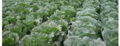 La imagen 2 de la Empresa CARLESSI SAC Servicios Agrícolas en Lima LAM