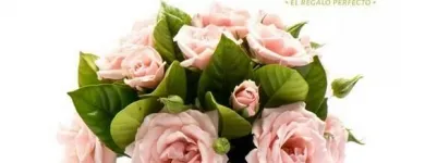 La imagen 29 de la Empresa GIFTYFLOR - FLORERIAS EN LIMA - TIENDA DE FLORES Y REGALOS ONLINE Florerías en Lima LAM
